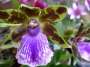 Орхидея Зигопеталум (Zygopetalum Rhein Blue)