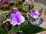 Орхидея Зигопеталум (Zygopetalum Rhein Blue)