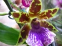 Орхидея Зигопеталум (Zygopetalum Rhein Blue)
