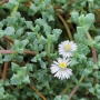 Оскулария (Oscularia deltoides, Pink Ice Plant)