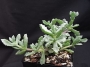 Оскулария (Oscularia deltoides, Pink Ice Plant)