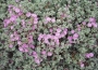 Оскулария (Oscularia deltoides, Pink Ice Plant)