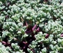Оскулария (Oscularia deltoides, Pink Ice Plant)