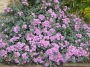 Оскулария (Oscularia deltoides, Pink Ice Plant)