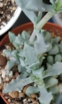 Оскулария (Oscularia deltoides, Pink Ice Plant)