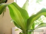 Драцена масангиана (Dracaena massangeana)