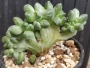 Пахифитум компактум кристата (Pachyphytum compactum cristata)