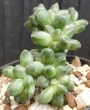 Пахифитум компактум кристата (Pachyphytum compactum cristata)