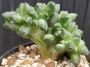 Пахифитум компактум кристата (Pachyphytum compactum cristata)