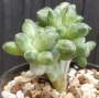 Пахифитум компактум кристата (Pachyphytum compactum cristata)