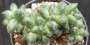 Пахифитум компактум кристата (Pachyphytum compactum cristata)