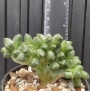 Пахифитум компактум кристата (Pachyphytum compactum cristata)