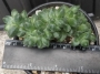 Пахифитум компактум кристата (Pachyphytum compactum cristata)