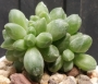 Пахифитум компактум кристата (Pachyphytum compactum cristata)