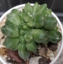 Пахифитум компактум кристата (Pachyphytum compactum cristata)