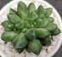 Пахифитум компактум кристата (Pachyphytum compactum cristata)