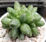 Пахифитум компактум кристата (Pachyphytum compactum cristata)