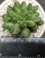 Пахифитум компактум кристата (Pachyphytum compactum cristata)