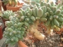 Пахифитум компактум кристата (Pachyphytum compactum cristata)