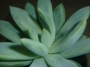 Пахифитум лонгифолиум (Pachyphytum BREVIFOLIUM, Pachyphytum longifolium)