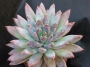 Пахифитум лонгифолиум (Pachyphytum BREVIFOLIUM, Pachyphytum longifolium)