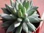 Пахифитум лонгифолиум (Pachyphytum BREVIFOLIUM, Pachyphytum longifolium)