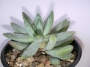 Пахифитум лонгифолиум (Pachyphytum BREVIFOLIUM, Pachyphytum longifolium)