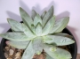 Пахифитум лонгифолиум (Pachyphytum BREVIFOLIUM, Pachyphytum longifolium)