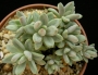 Пахифитум лонгифолиум (Pachyphytum BREVIFOLIUM, Pachyphytum longifolium)