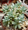 Пахифитум лонгифолиум (Pachyphytum BREVIFOLIUM, Pachyphytum longifolium)