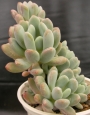 Пахифитум (Pachyphytum clavifolia)