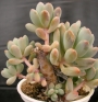 Пахифитум (Pachyphytum clavifolia)