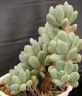 Пахифитум (Pachyphytum clavifolia)