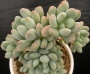Пахифитум (Pachyphytum clavifolia)