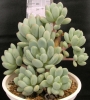 Пахифитум (Pachyphytum clavifolia)
