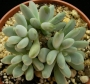 Пахифитум (Pachyphytum clavifolia)