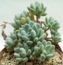 Пахифитум (Pachyphytum clavifolia)