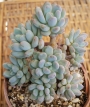 Пахифитум (Pachyphytum clavifolia)