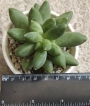 Пахифитум (Pachyphytum compactum)