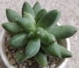 Пахифитум (Pachyphytum compactum)