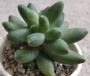 Пахифитум (Pachyphytum compactum)
