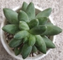 Пахифитум (Pachyphytum compactum)