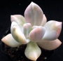 Пахифитум (Pachyphytum Gekkabijin-nishiki 【月花美人錦】パキフィツム)