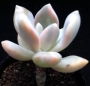 Пахифитум (Pachyphytum Gekkabijin-nishiki 【月花美人錦】パキフィツム)