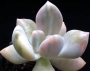 Пахифитум (Pachyphytum Gekkabijin-nishiki 【月花美人錦】パキフィツム)