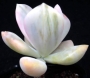 Пахифитум (Pachyphytum Gekkabijin-nishiki 【月花美人錦】パキフィツム)