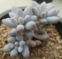 Пахифитум (Pachyphytum Machucae baby finger Ray s comfit)