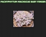 Пахифитум (Pachyphytum Machucae baby finger Ray s comfit)