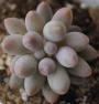 Пахифитум (Pachyphytum Machucae baby finger Ray s comfit)