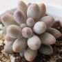 Пахифитум (Pachyphytum Machucae baby finger Ray s comfit)